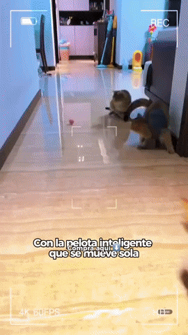 Pelota Inteligente Para Gatos Perros